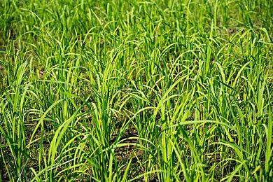 AVG《青夏轨迹》将推出中文版 开场动画欣赏